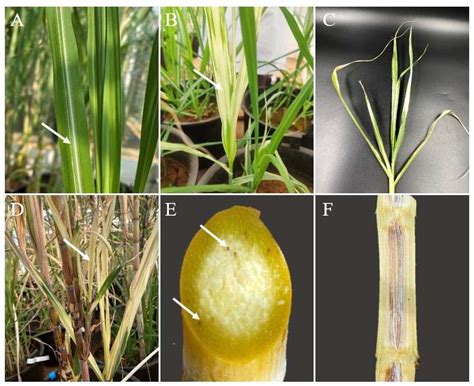 SUGARCANE LEAF SCALD: PHILSURIN'S APPROACH TO .